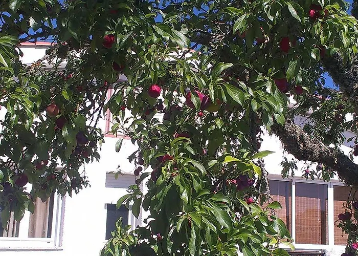 El Condado Lantställe Fuentes de Onoro